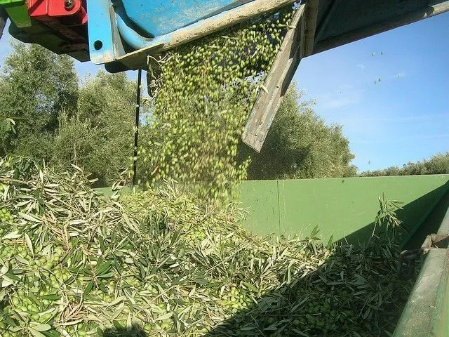 PRIMEROS DÍAS DE COSECHA 6 BOTELLAS DE 500ML (2024) ECOLÓGICO - Imagen 5