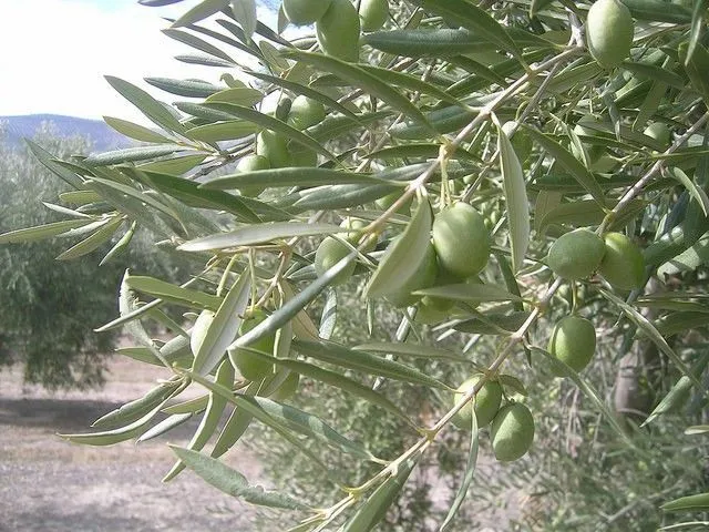 PRIMEROS DÍAS DE COSECHA 6 BOTELLAS DE 500ML (2024) ECOLÓGICO - Imagen 6