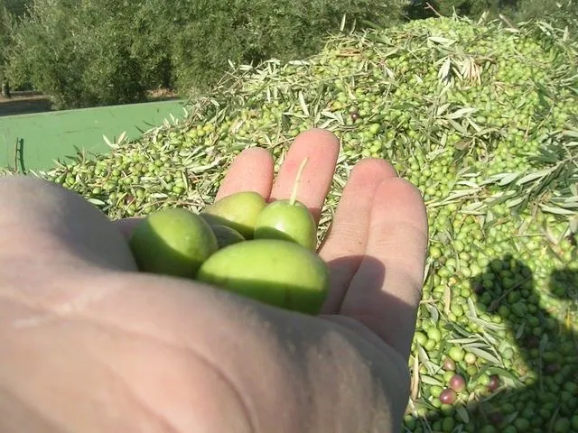 PRIMEROS DÍAS DE COSECHA 6 BOTELLAS DE 500ML (2024) ECOLÓGICO - Imagen 4