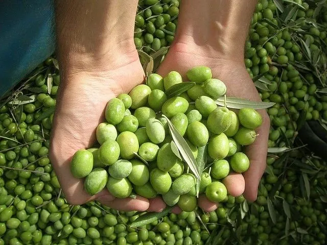 PRIMEROS DÍAS DE COSECHA 6 BOTELLAS DE 500ML (2024) ECOLÓGICO - Imagen 3