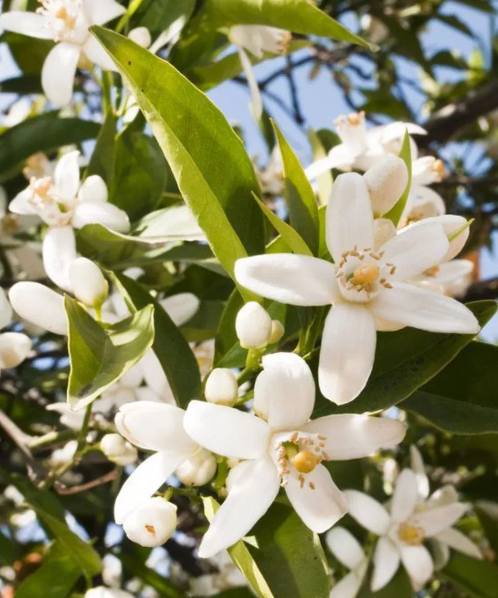 Fragancia Flor de Azahar