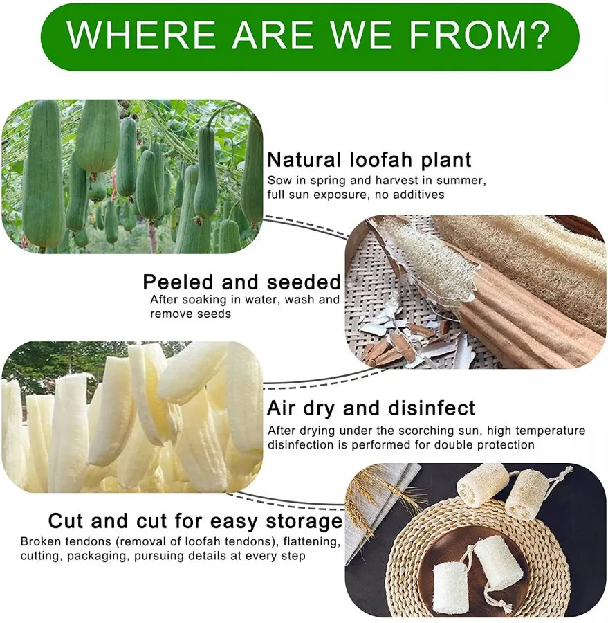Esponja Luffa de Orgánico Biodegradable Loofah Natural 10cm 7.5cm Ducha Loofah Exfoliante Esponja de Lufa Para Lavado de Ducha y Limpieza de Cocina - Imagen 3
